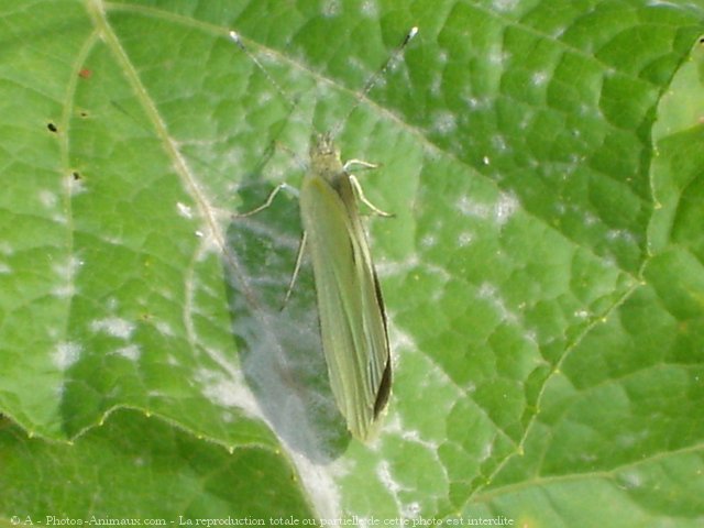 Photo de Papillon