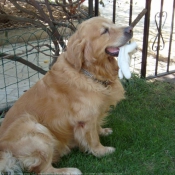 Photo de Golden retriever