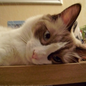 Photo de Ragdoll