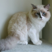 Photo de Ragdoll