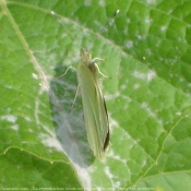 Photo de Papillon