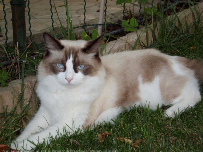 Photo de Ragdoll