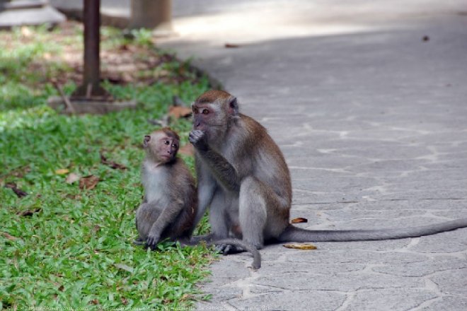 Photo de Singe