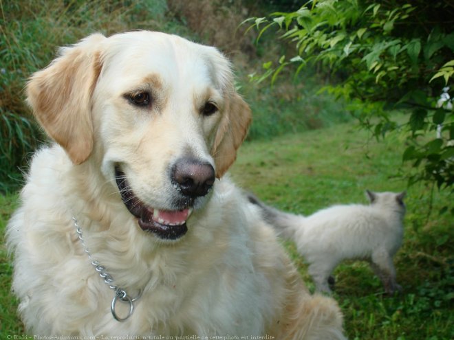 Photo de Golden retriever