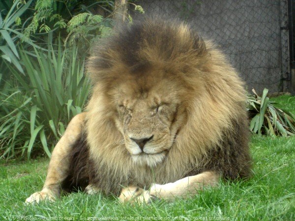 Photo de Lion