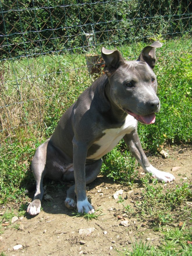 Photo d'American staffordshire terrier