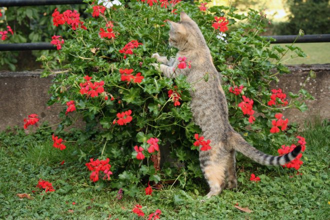 Photo de Chat domestique