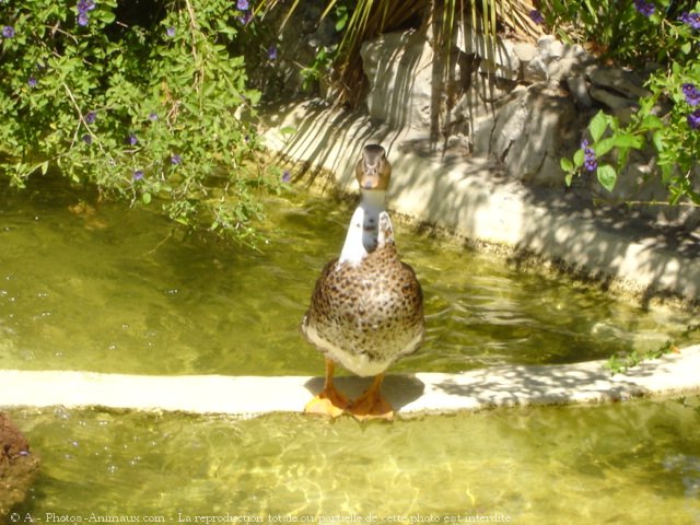 Photo de Canard