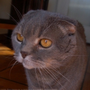 Photo de Scottish fold