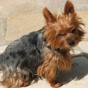 Photo de Yorkshire terrier