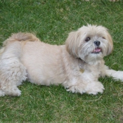 Photo de Lhassa apso