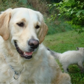 Photo de Golden retriever