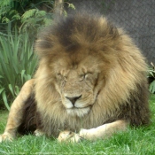 Photo de Lion