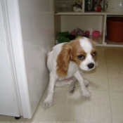 Photo de Cavalier king charles spaniel