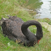 Photo de Cygne