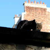 Photo de Chat domestique