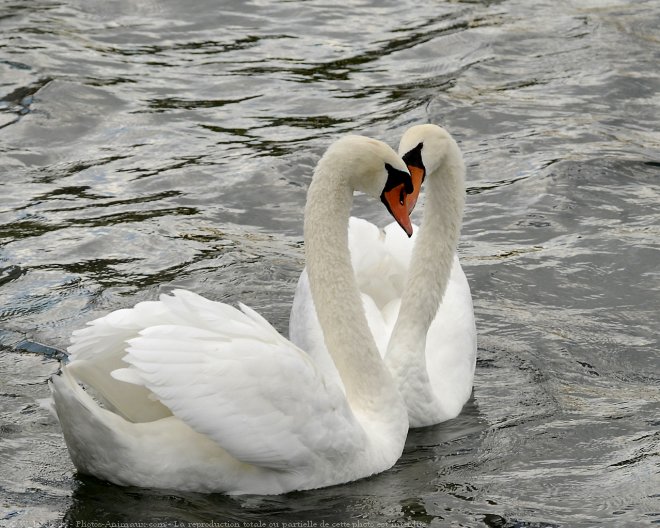 Photo de Cygne