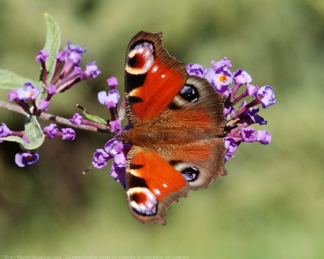 Photo de Papillon - paon du jour