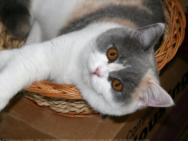 Photo de British shorthair