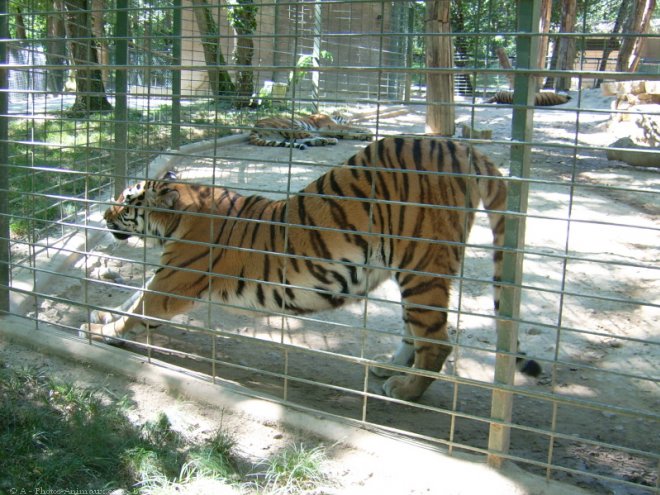 Photo de Tigre