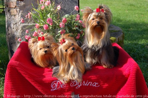 Photo de Yorkshire terrier