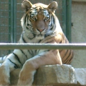 Photo de Tigre