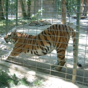 Photo de Tigre