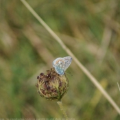 Photo de Papillon