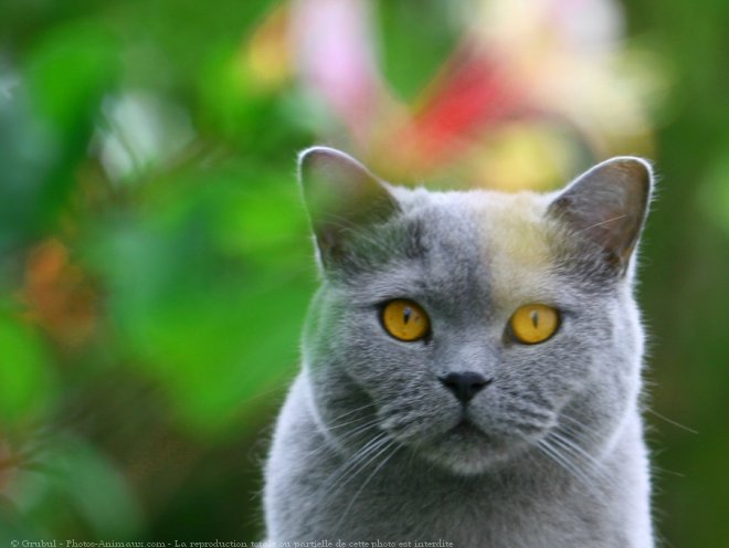 Photo de British shorthair