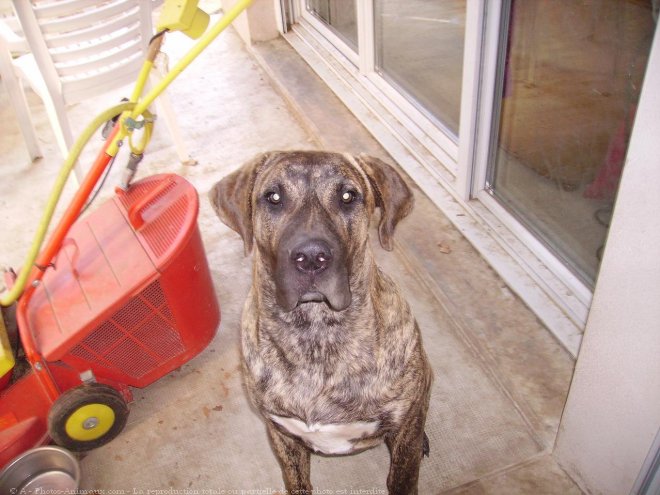 Photo de Dogue des canaries