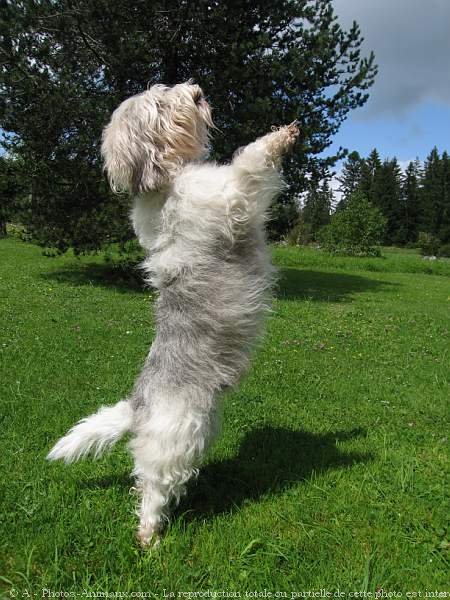 Photo de Petit basset griffon venden