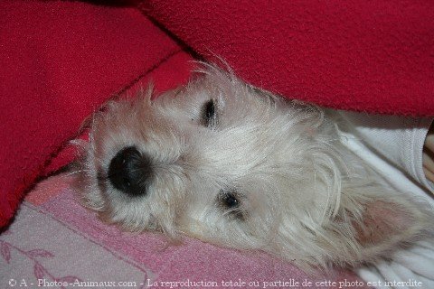 Photo de West highland white terrier