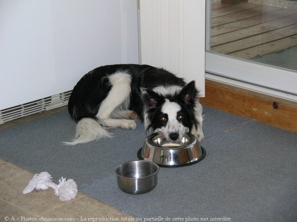 Photo de Border collie