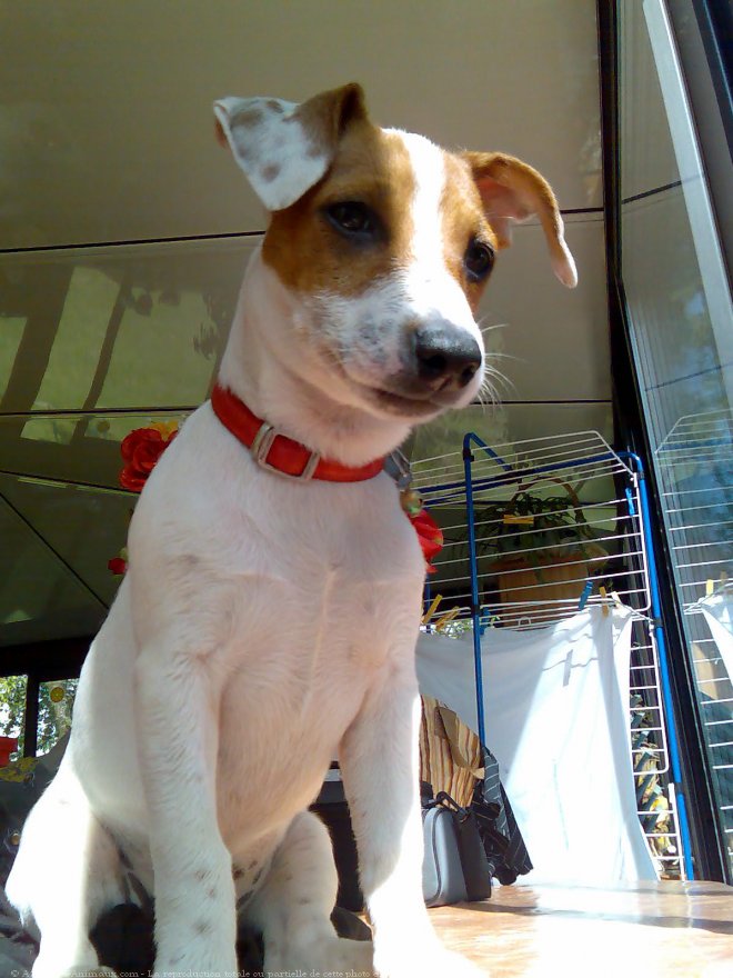 Photo de Jack russell terrier