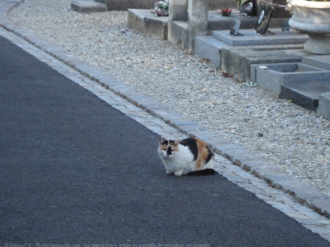 Photo de Chat domestique