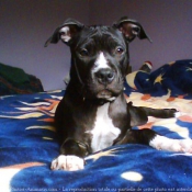 Photo d'American staffordshire terrier