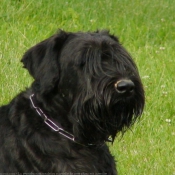 Photo de Schnauzer gant