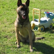 Photo de Berger belge malinois