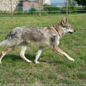 Photo de Chien loup tchcoslovaque