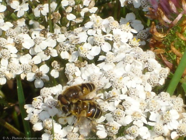 Photo d'Abeille