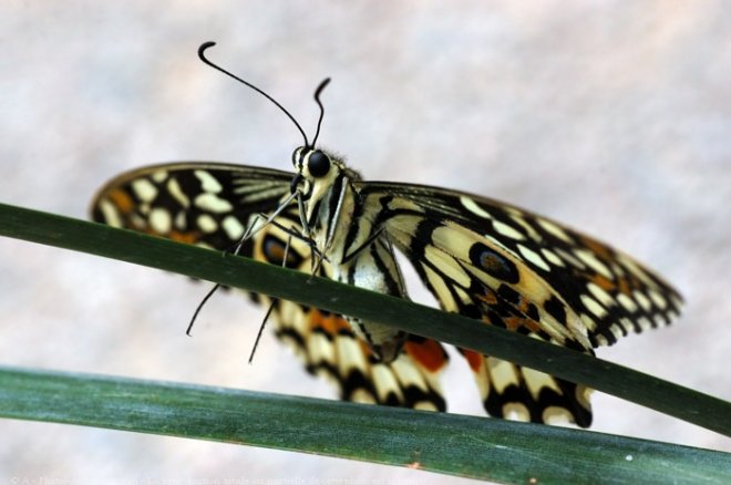 Photo de Papillon - machaon