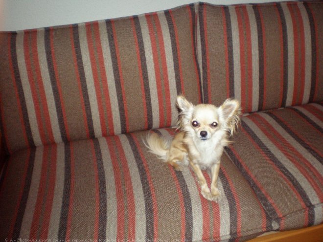 Photo de Chihuahua  poil long