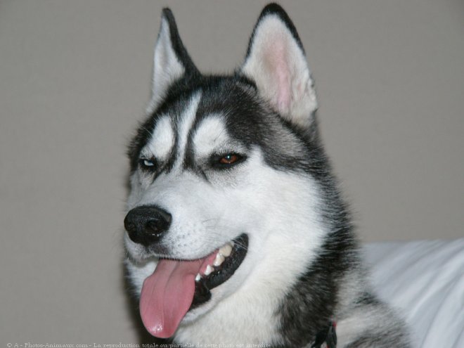 Photo de Husky siberien