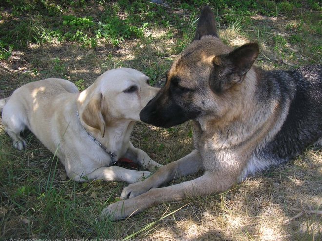 Photo de Races diffrentes