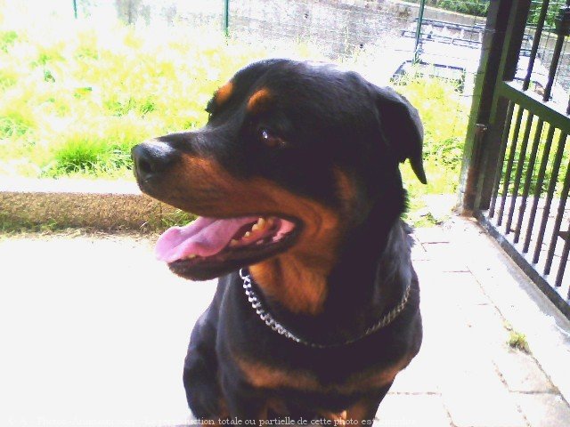 Photo de Rottweiler