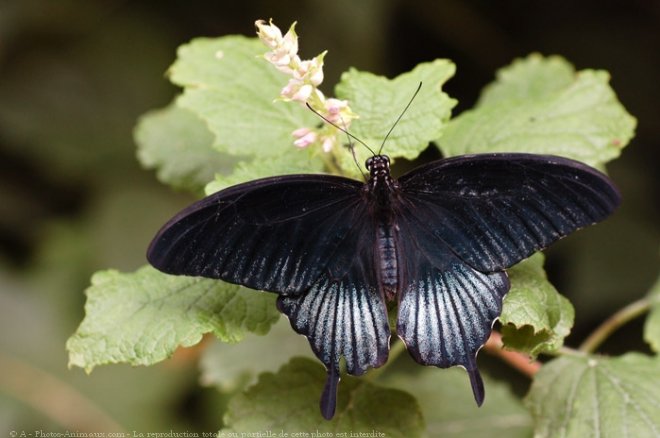 Photo de Papillon