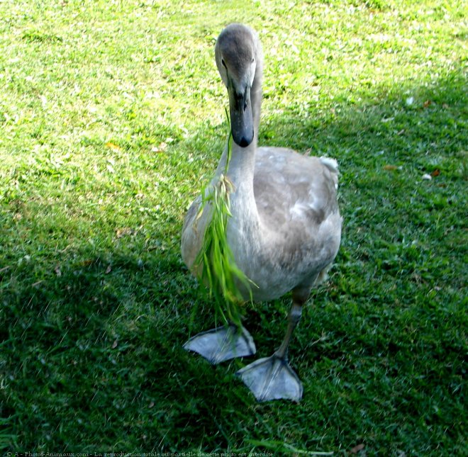 Photo de Cygne