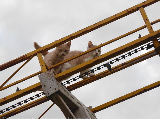 Photo de Chat domestique