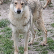 Photo de Chien loup tchcoslovaque