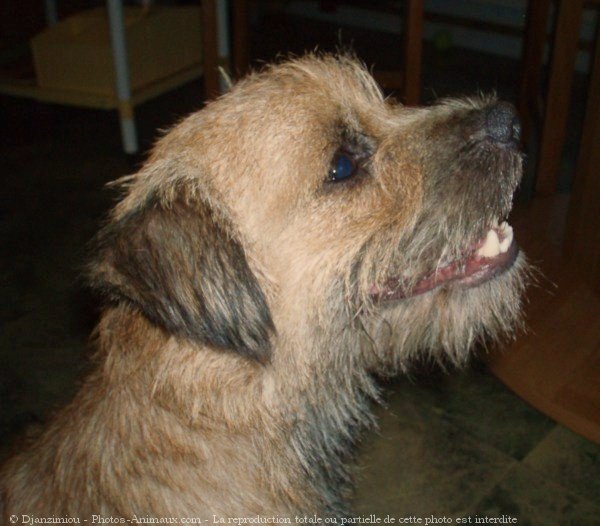 Photo de Border terrier